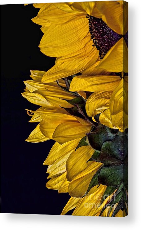 Flowers Acrylic Print featuring the photograph Sunflower by Shirley Mangini