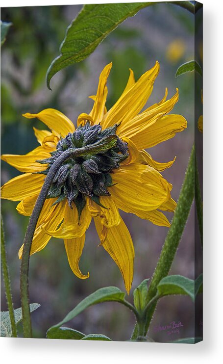 Sunflower Acrylic Print featuring the digital art Sunflower by Sharon Beth