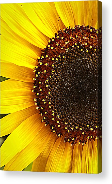 Sunflower Acrylic Print featuring the photograph Sunflower by Tammy Schneider