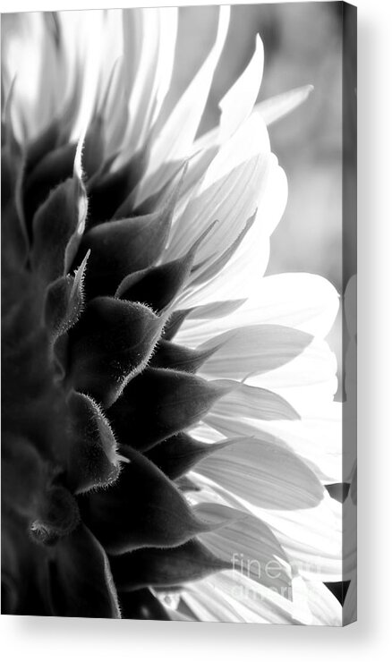 Lee Craig Acrylic Print featuring the photograph SunKissed in Black and White by Lee Craig