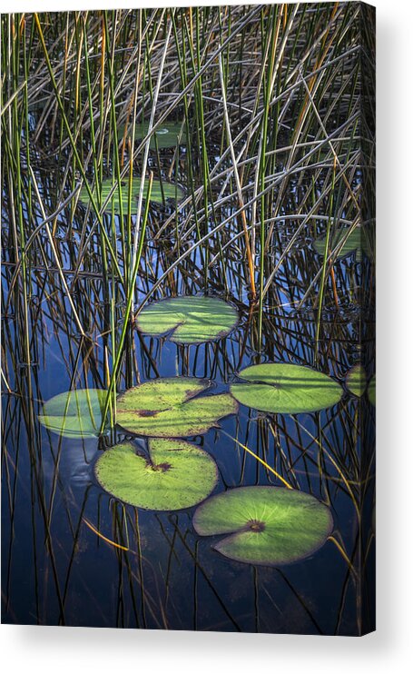 Clouds Acrylic Print featuring the photograph Sunlight on the LilyPads by Debra and Dave Vanderlaan