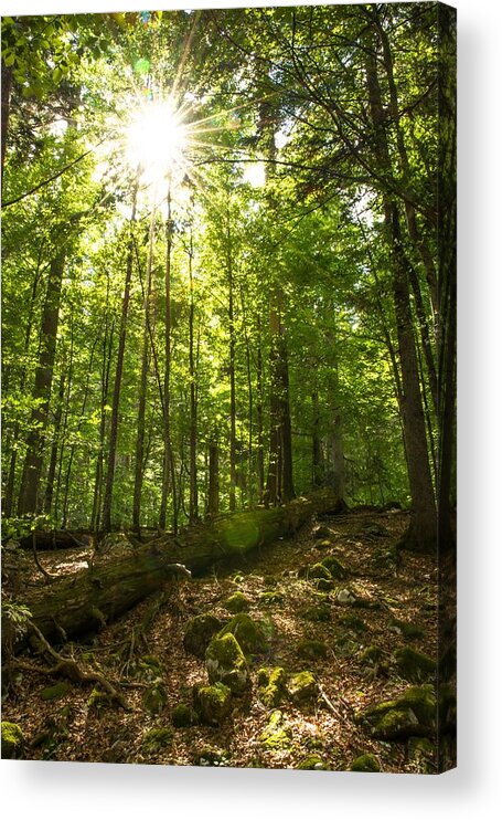 Forest Acrylic Print featuring the photograph Sunlit Primeval Forest by Andreas Berthold