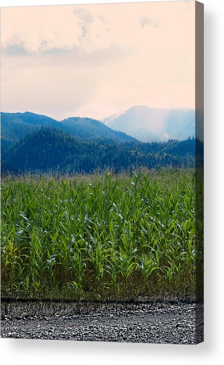 Sunset Acrylic Print featuring the photograph Sunset in the Cornfields by Melanie Lankford Photography
