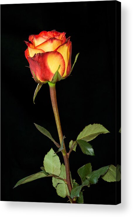 Currie Acrylic Print featuring the photograph Sunset Rose by Dawn Currie