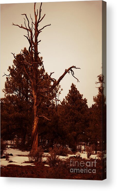 Sunset Crater National Monument Acrylic Print featuring the photograph Sunset Tree V2 by Douglas Barnard