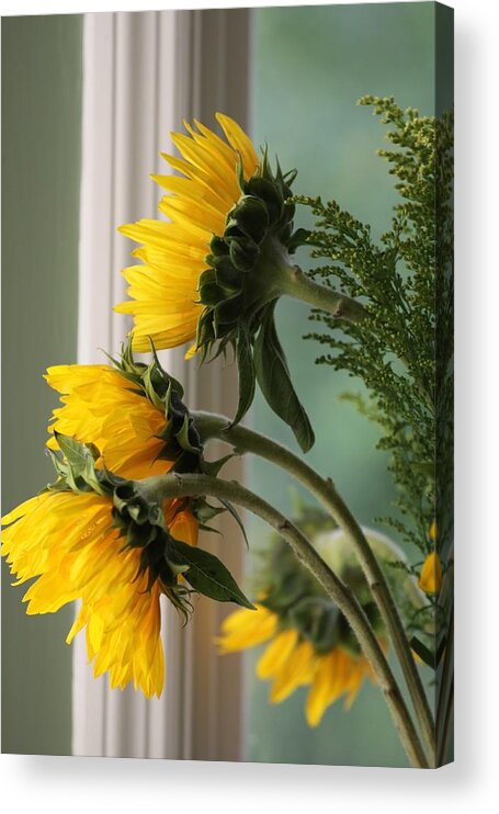 Sunflower Acrylic Print featuring the photograph Sunshine on My Face by Paula Rountree Bischoff