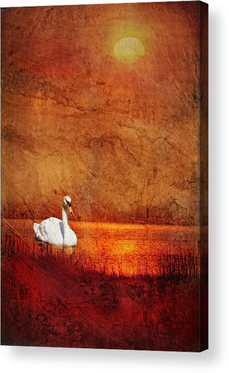 Swan Photographic Art Acrylic Print featuring the photograph Swan by Bob Coates