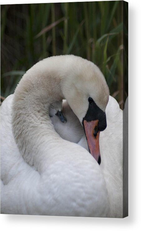 Swan Acrylic Print featuring the pyrography Swans Love by Terry Cosgrave
