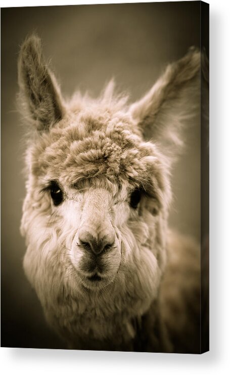 Alpaca Acrylic Print featuring the photograph Sweet Alpaca by Shane Holsclaw