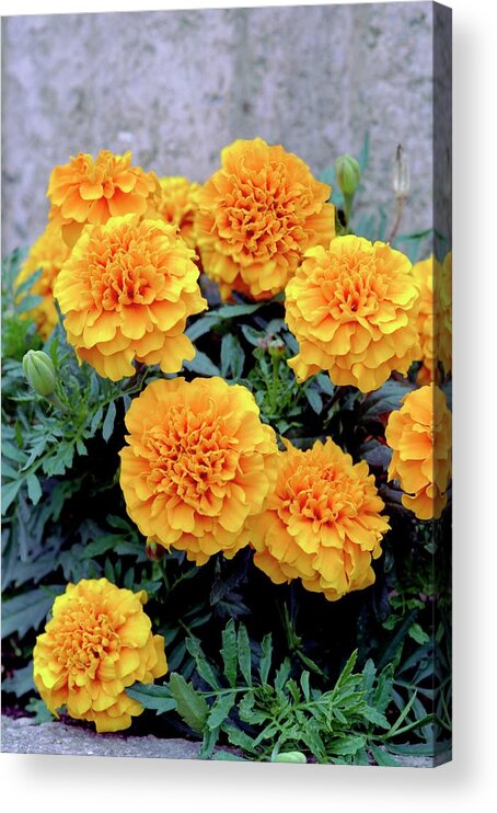 Tagetes Patula Sunspot Mixed Acrylic Print featuring the photograph Tagetes Patula 'sunspot Mixed' by Brian Gadsby/science Photo Library