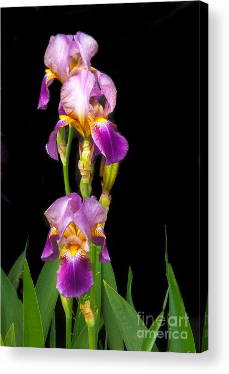 Flower Acrylic Print featuring the photograph Tall Iris by Robert Bales