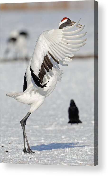 Tanchou Acrylic Print featuring the photograph Tanchou in Japan by Natural Focal Point Photography