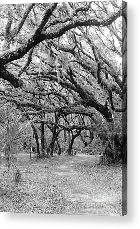 Oaks Acrylic Print featuring the photograph Tangled Oaks by Andre Turner