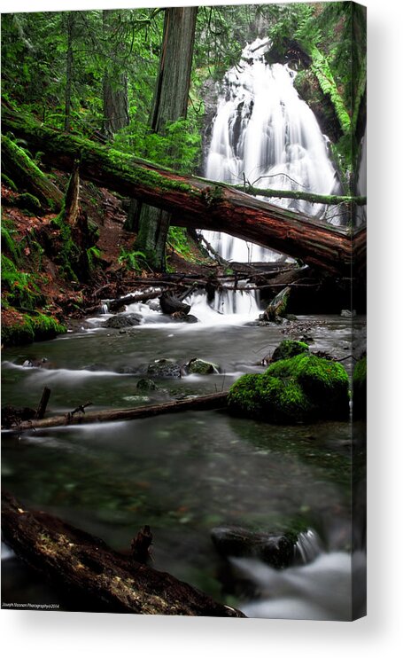 Rain Forest Acrylic Print featuring the photograph Temperate Old Growth by Joseph Noonan