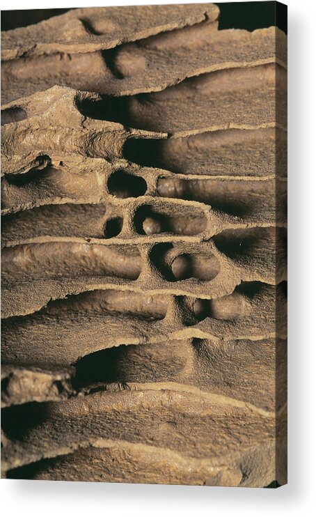 Zoology Acrylic Print featuring the photograph Termite Nest by Pascal Goetgheluck/science Photo Library