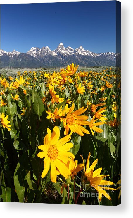 Flowers Acrylic Print featuring the photograph Teton Spring by Bill Singleton