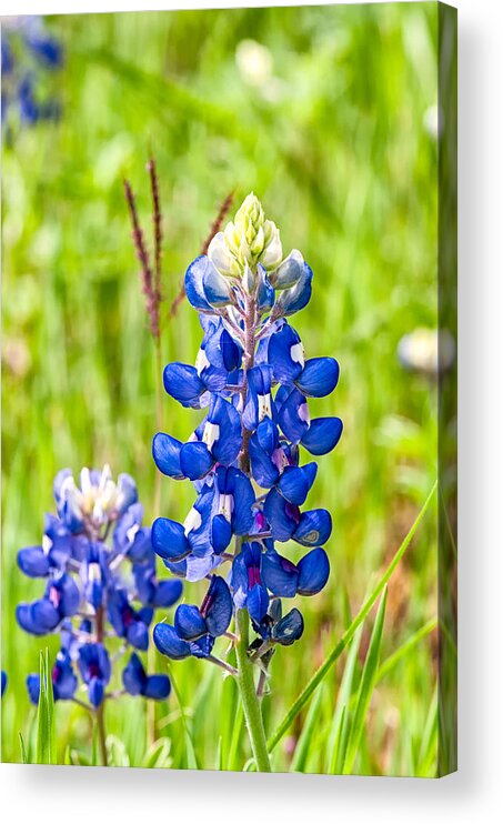 Bluebonnet Acrylic Print featuring the photograph Texas Bluebonnets by Victor Culpepper