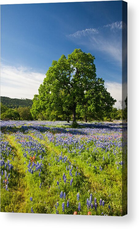 Abundance Acrylic Print featuring the photograph Texas in Spring by Eggers Photography