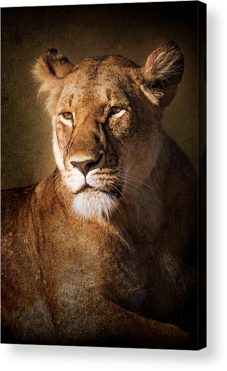Africa Acrylic Print featuring the photograph Textured Lioness Portrait by Mike Gaudaur