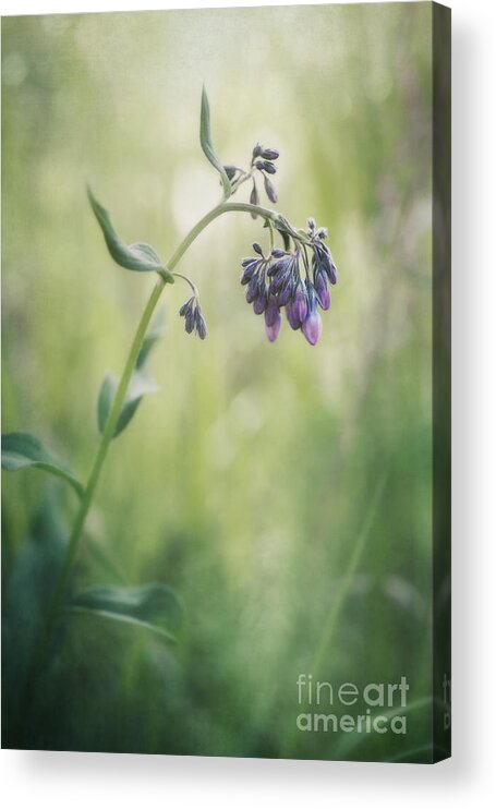 Mertensia Paniculata Acrylic Print featuring the photograph The Arrival Of Spring by Priska Wettstein