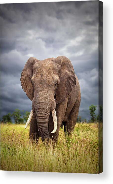 Africa Acrylic Print featuring the photograph The Big Bull by Mario Moreno