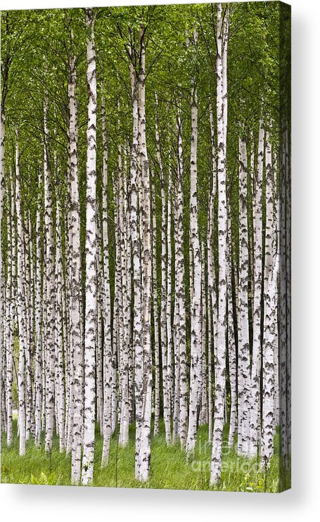 Heiko Acrylic Print featuring the photograph The Birch Wood by Heiko Koehrer-Wagner