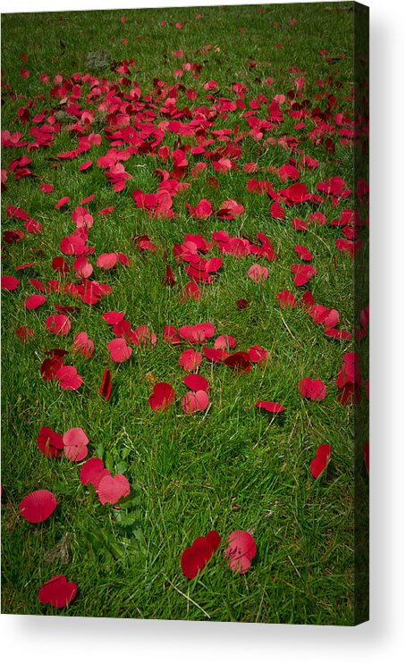 Poppies Acrylic Print featuring the photograph The fallen by Gary Eason