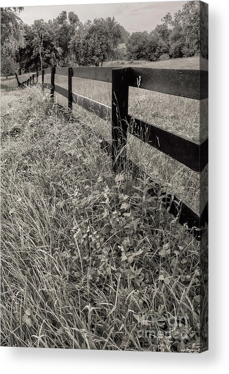 Fence Acrylic Print featuring the photograph The Fence-line by Arlene Carmel