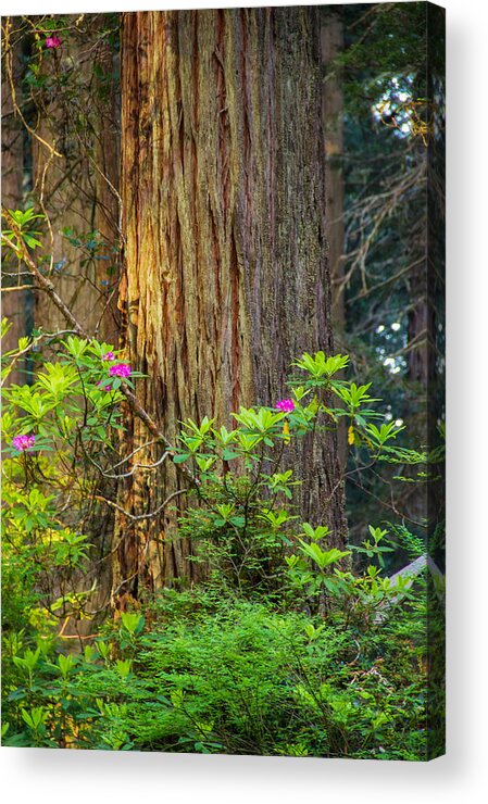 Redwoods Acrylic Print featuring the photograph The giant and the flower by Kunal Mehra