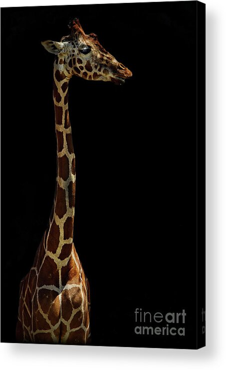 Giraffe Acrylic Print featuring the photograph The Giraffe by Saija Lehtonen