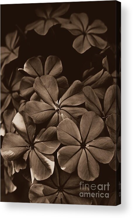 Plumbago Acrylic Print featuring the photograph The Greys by Clare Bevan