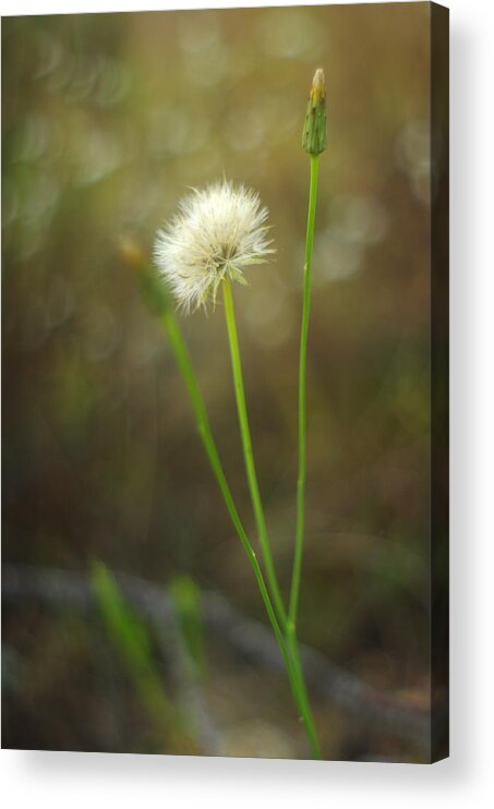 Dandelion Acrylic Print featuring the photograph The Last Dandelion by Suzanne Powers