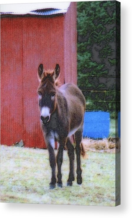 Nature Acrylic Print featuring the photograph The Lonely Donkey by Kay Novy