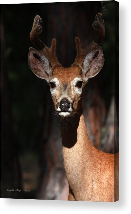 Adams Acrylic Print featuring the photograph The Magnificent One by Rita Kay Adams