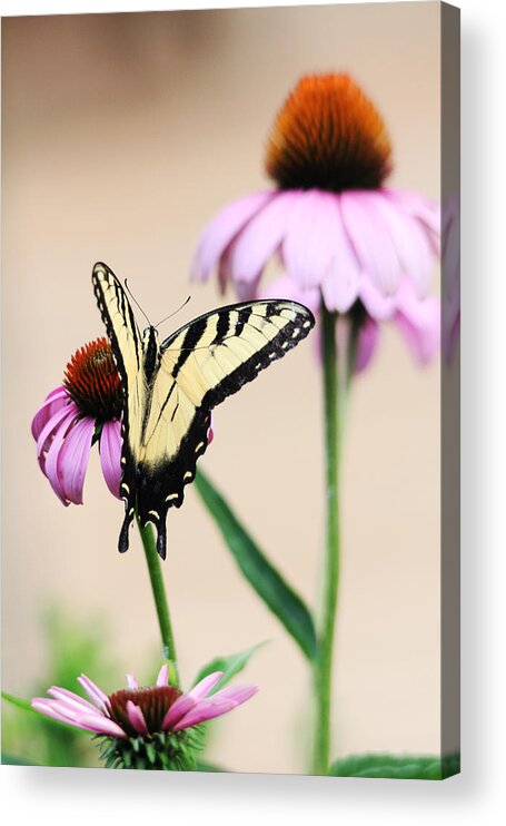 Swallowtail Acrylic Print featuring the photograph The Swallowtail by Trina Ansel