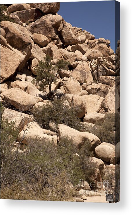 joshua Tree National Park Acrylic Print featuring the photograph The Pile is Home by Amanda Barcon