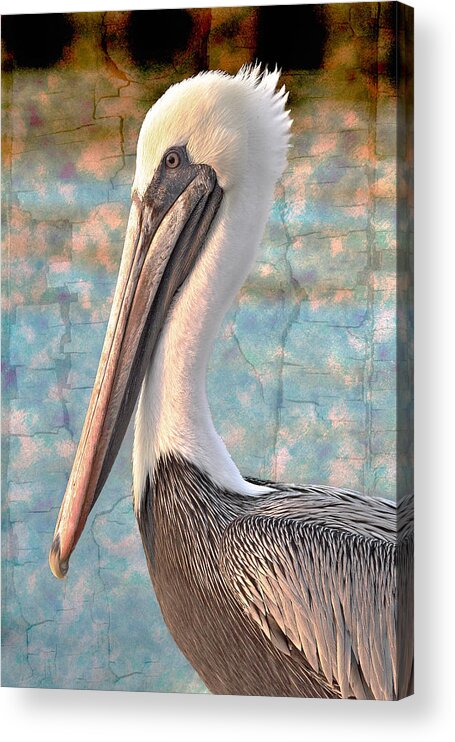 Pelican Acrylic Print featuring the photograph The Prince by Debra and Dave Vanderlaan