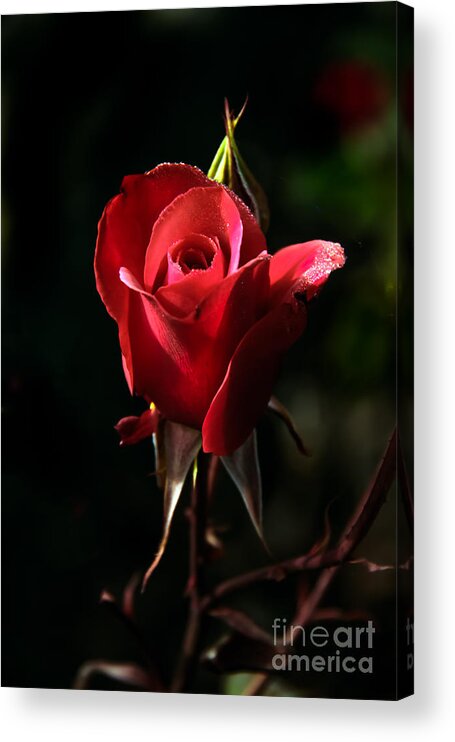 Rose Acrylic Print featuring the photograph The Red Rode Bud by Robert Bales
