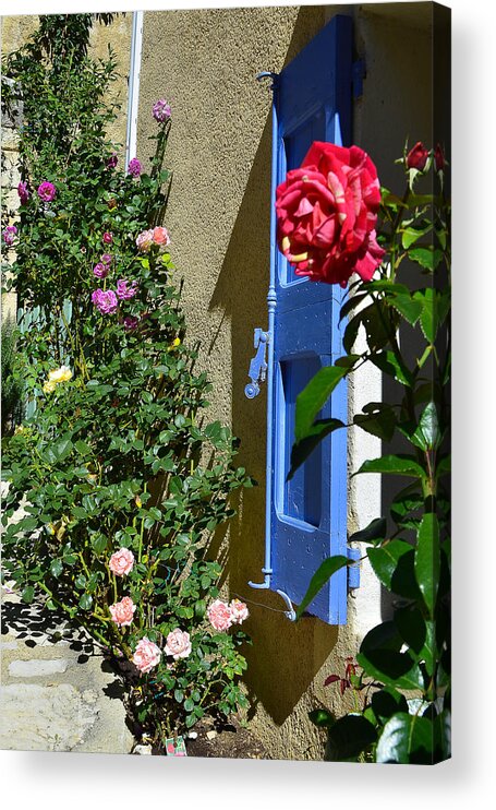 Rose Acrylic Print featuring the photograph The rose and the blue shutters by Dany Lison