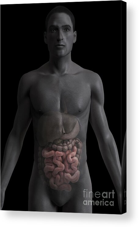 Internal Organs Acrylic Print featuring the photograph The Small Intestines by Science Picture Co