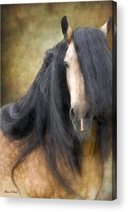 Stallion Acrylic Print featuring the photograph The Stallion by Fran J Scott