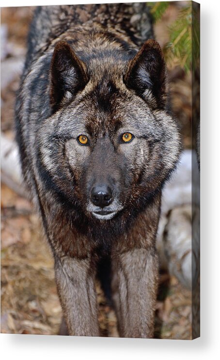 Wolf Acrylic Print featuring the photograph The Stare by Gary Slawsky