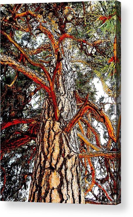 Tree Bark Texture Photography Mixed Media Art Artwork Colossal Acrylic Print featuring the photograph The Strong One by Joseph J Stevens