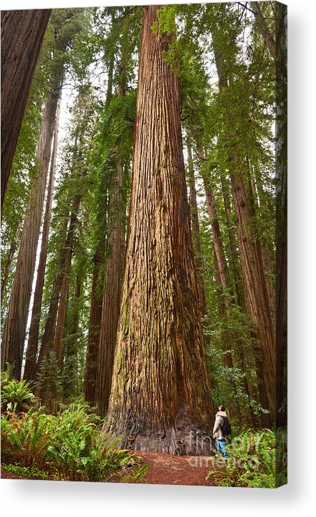 Redwoods Acrylic Print featuring the photograph The Survivor - Massive redwoods Sequoia sempervirens in Redwoods National Park named Stout Tree. by Jamie Pham