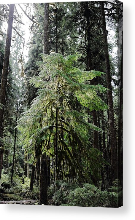 Tree Acrylic Print featuring the photograph The Tree in the Forest by David Andersen