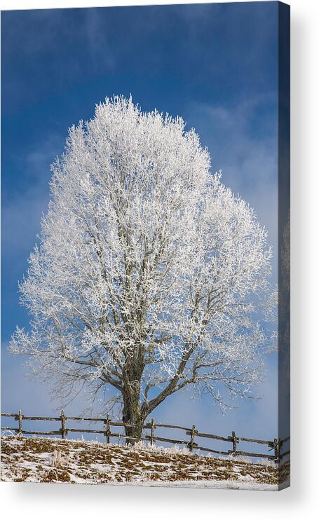 Tree Acrylic Print featuring the photograph The Winter Sentry by John Haldane
