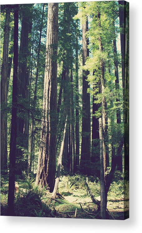 Humboldt Redwoods State Park Acrylic Print featuring the photograph Things That Sparkle by Laurie Search