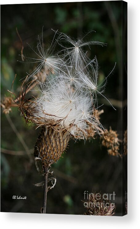 Thistle Seeds Acrylic Print featuring the photograph Thistle Seeds by E B Schmidt