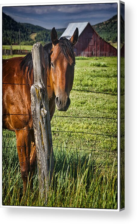 Horse Acrylic Print featuring the photograph Thompson Park Ranch Horse by Priscilla Burgers