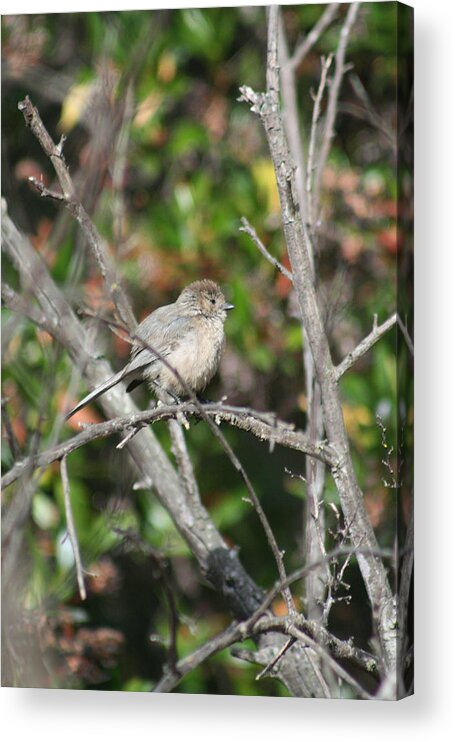 American Bushtit Acrylic Print featuring the pyrography Three Fingers by DUG Harpster